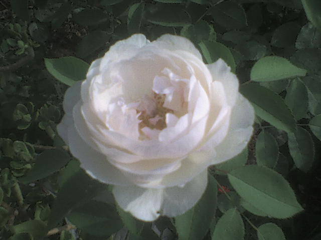 DSC00931 - trandafiri