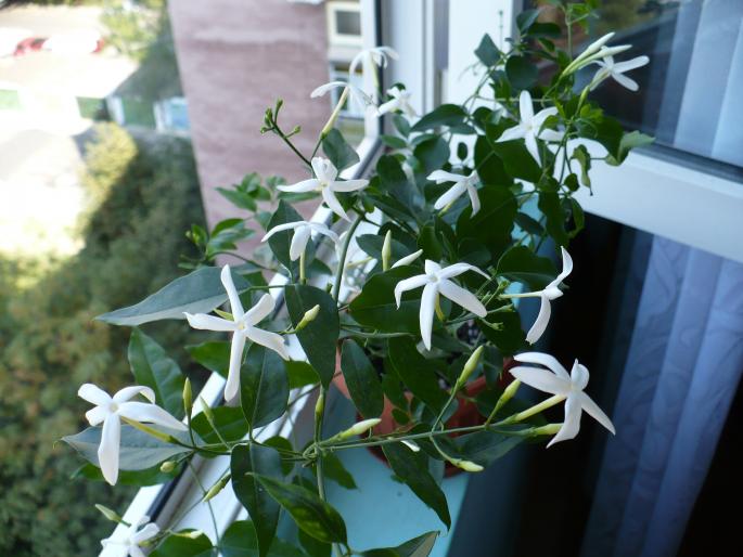 P1040250 - Alte plante