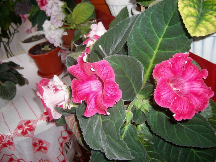 Gloxinie roz pintenata