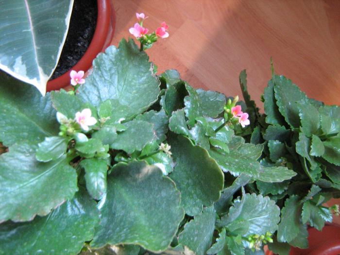 kalanchoe