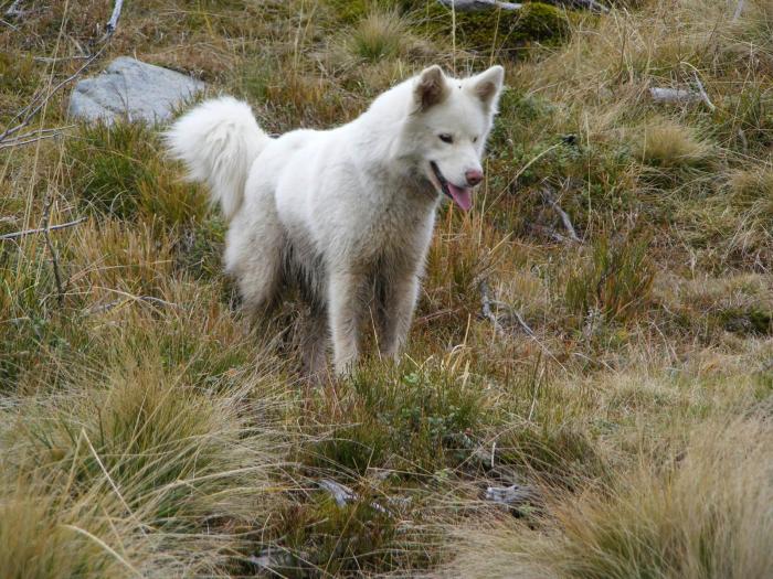 DSCF1783 - Sasa Samoyede