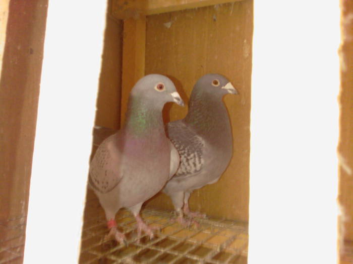 Cls-0104; JANSSEN ORIGINAL 100% &
FIICA DIN CAMPIONUL MEU GENERAL TINERET 2007(LOUL 54NAT)
