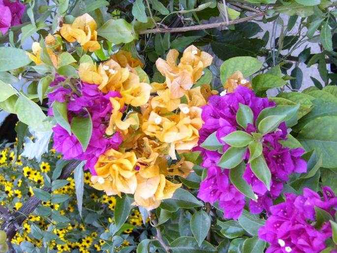 bouganvillia - Bougainvillia