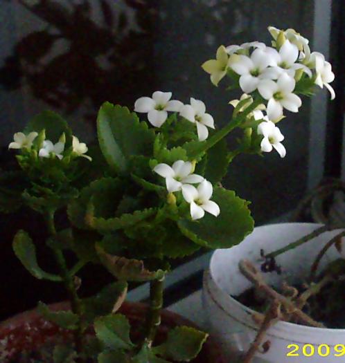 Kalanchoe blossfeldiana