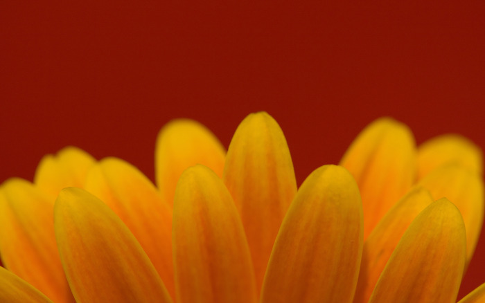 01829_simplecolors_1440x900 - Wallpaper Amestecate