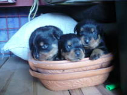 pui de rottweiler - CAINI-VANZARE ROTTWEILER la 22-08 2011