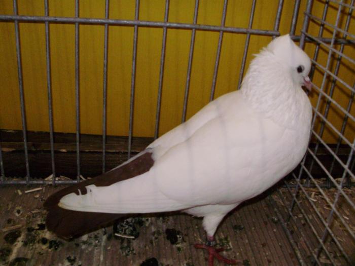 11549 wiggertaler farbschwantz 1