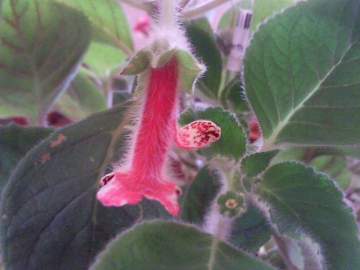 Photo0730 - kohleria