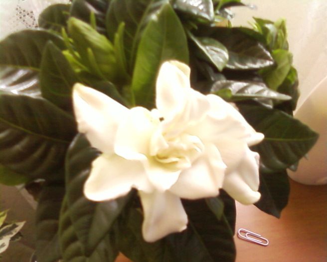gardenia mea draga - flori 2009