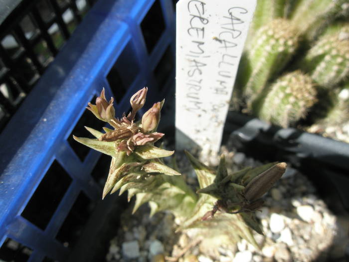 Caralluma eremiastrum - boboci - Asclepidiacee 2009