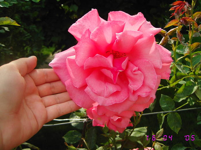 Trandafir roz - Trandafiri
