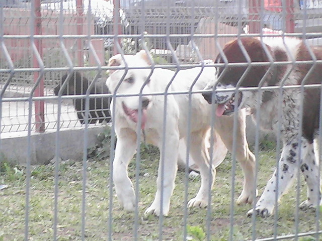 poze 01.05.2009 160
