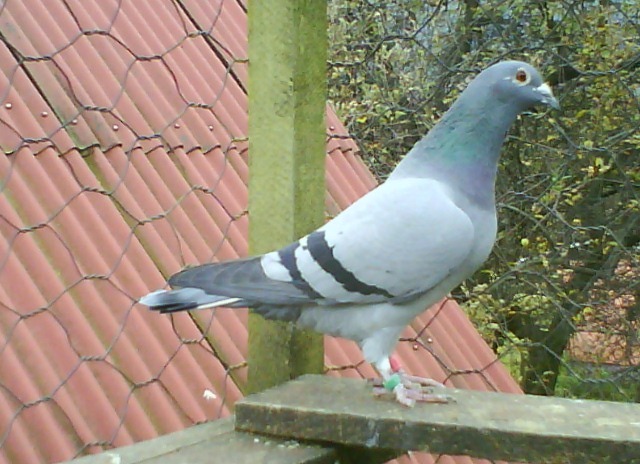 706024-08 Mihai A&C.