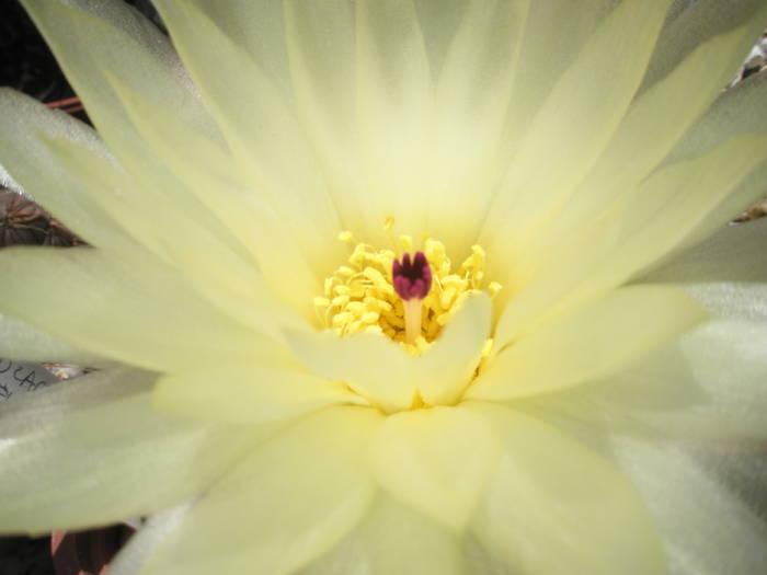 Notocactus uebelmannianus - floare - Notocactus