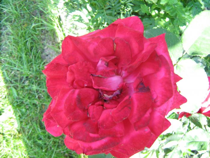 IMG_0964 - Trandafirii mei in 2008
