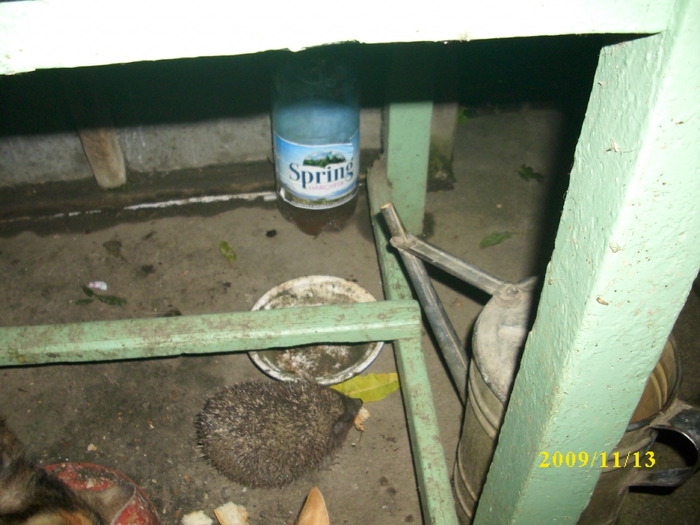 DSCI2536 - pisici si catelusa Boggy