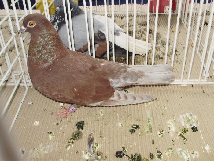 rosu 1 - 1506 2 porumbei rz