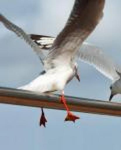 aluneca - animale si flori