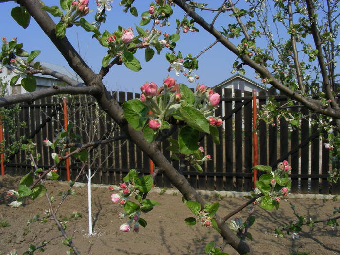 2009_04120080 - Aprilie 2009