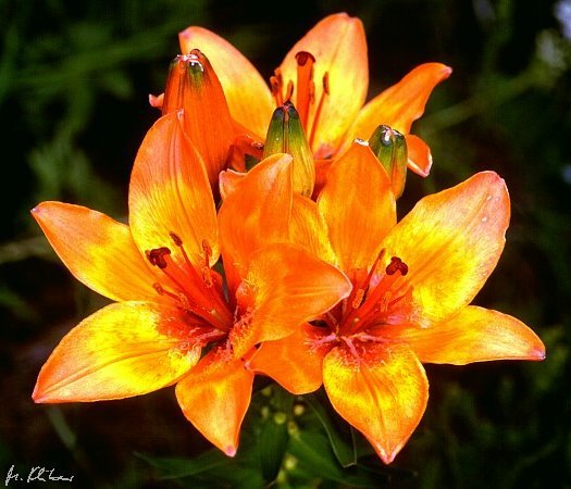 zzxw - Flori de lilyum