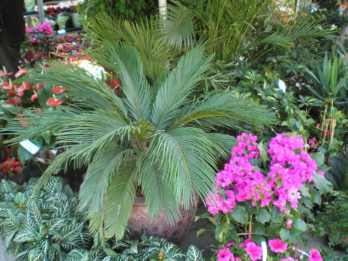 P5070108 - expo flori TIMISOARA mai 2009