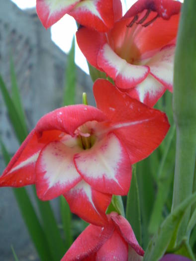 Mademoiselle de Paris - gladiole 2008-2009