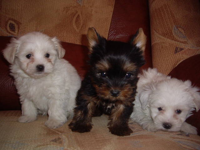 IMGP3706 - Bichon Maltese