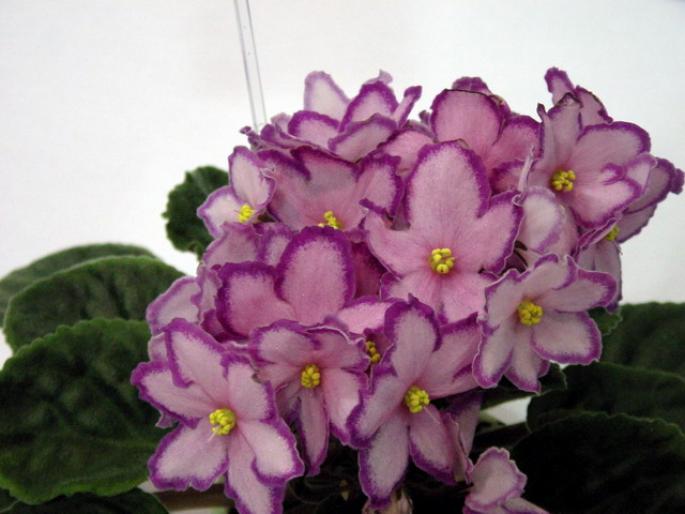 Kevs_Heavenly_Star_2005avsa - violete de pe net