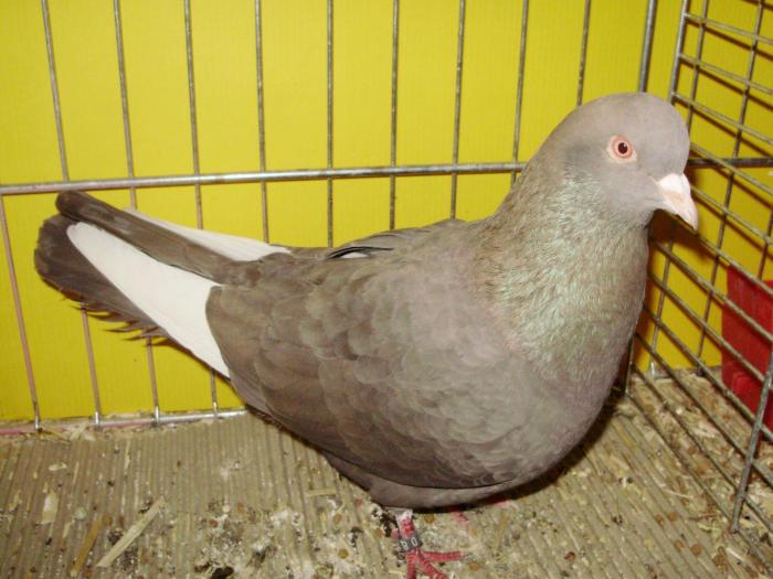 14086 bremer tbl 1 14086 bremer tbl 1