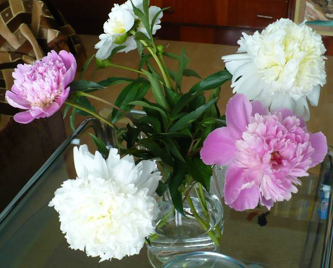 P1120556 - flori diverse