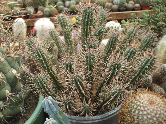 Euphorbia mamillaris