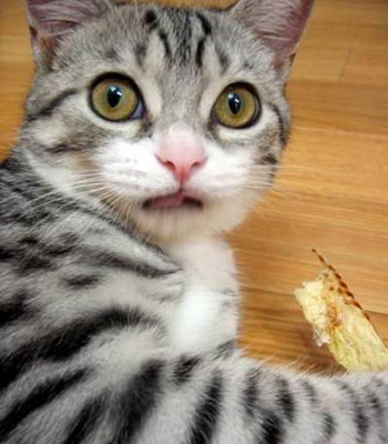 pisica in flagrand - poze amuzante cu PiSiCi