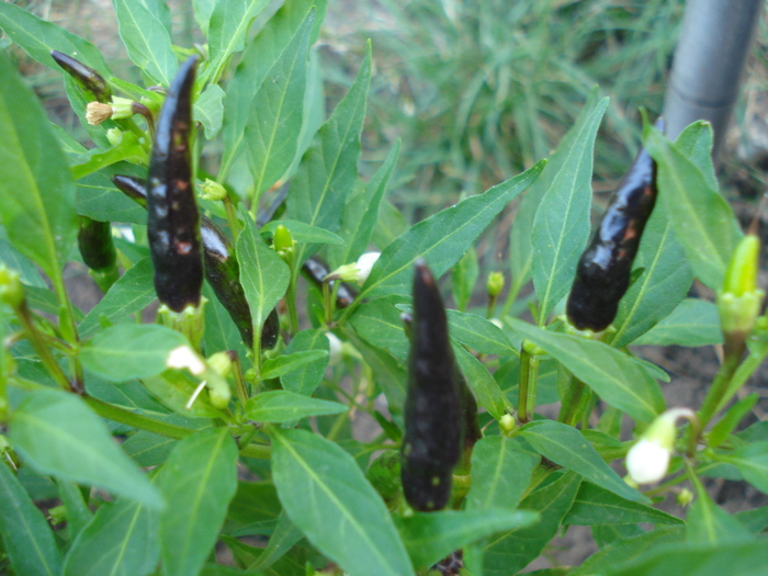 Black Chili Pepper (2009, August 18) - Black Chili Pepper_02