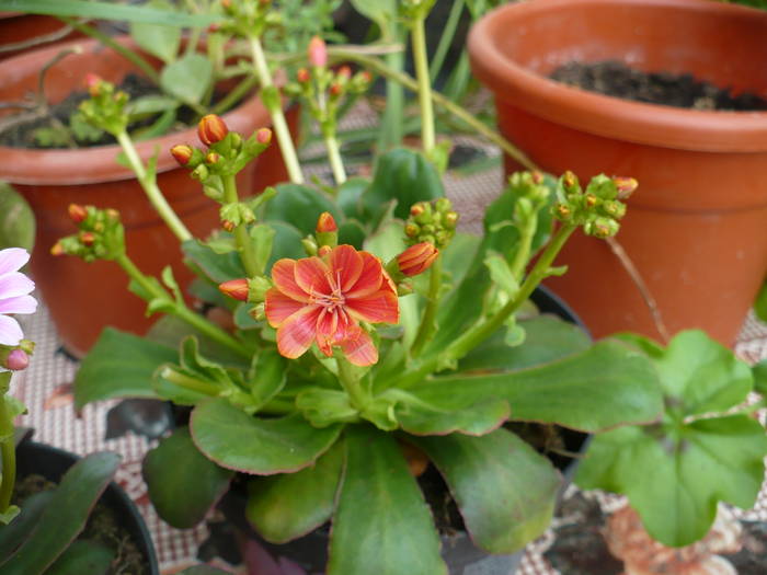 Lewisia cotyledon - Cactusi 2009