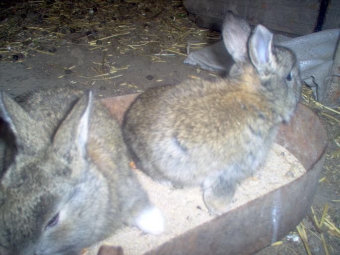 pui urasul belgian - acesti iepuri nu ii mai detin
