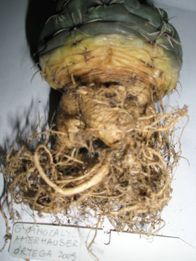 Gymnocalycium amerhauseri 2 - RADACINI de cactus