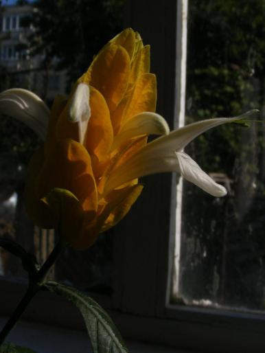 DSCF1712