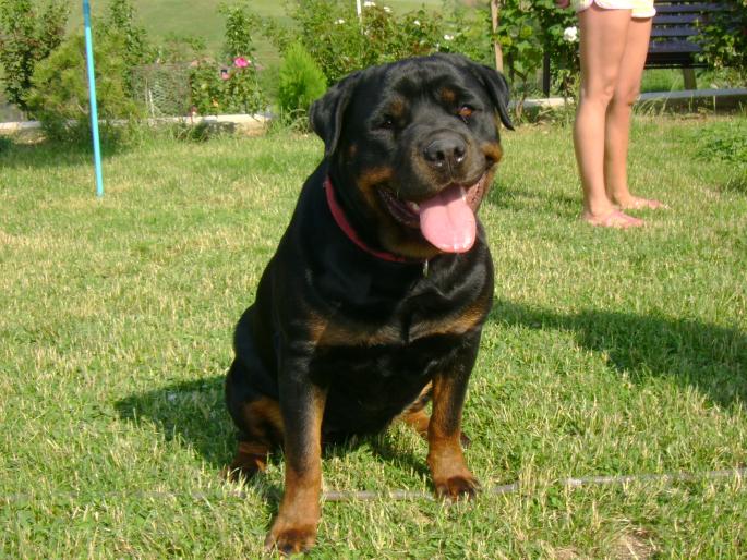 DSC00152 - JUCATORI ARDELENI SI DE CALARASI