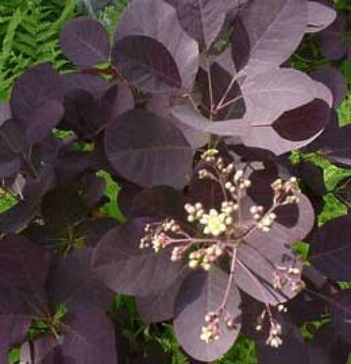 COTINUS COGGYGRIA - Arbusti