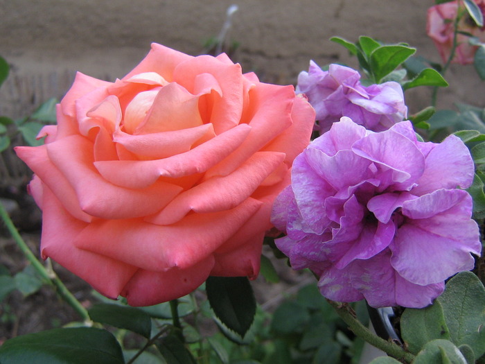 contrast - trandafiri