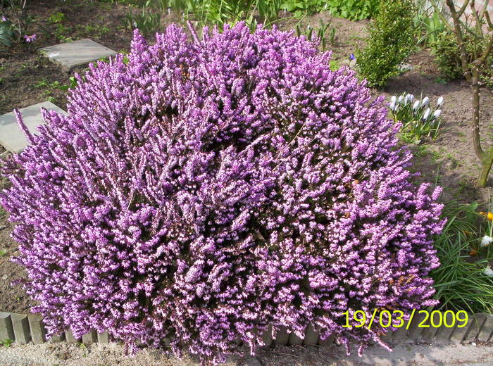 Erica 19 mart 2009 - plante diverse