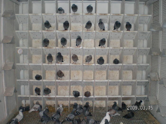 40 - pui porumbei 2009