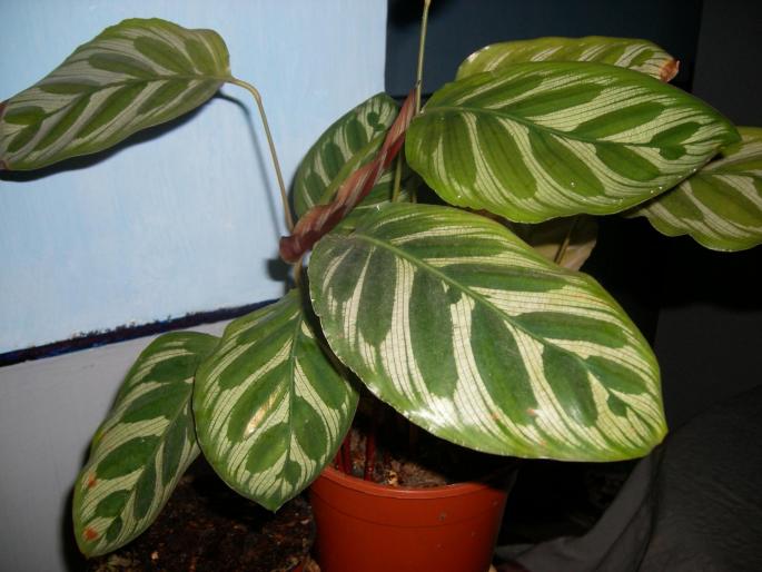 Flori 2008 