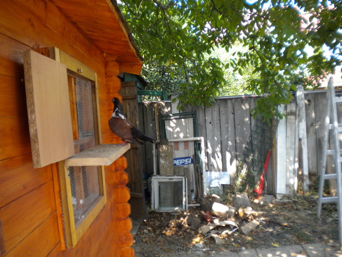 DSCN0695 - Tanasescu 2