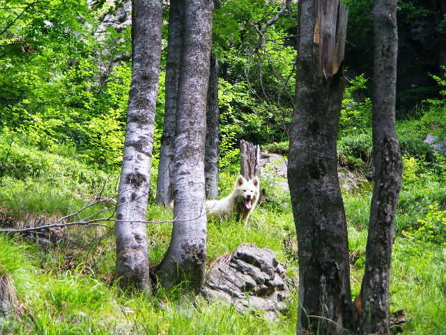 DSCF2987 - Suior Poiana Mlejnita Varful Secatura Creasta Cocosului  din Muntii Guta