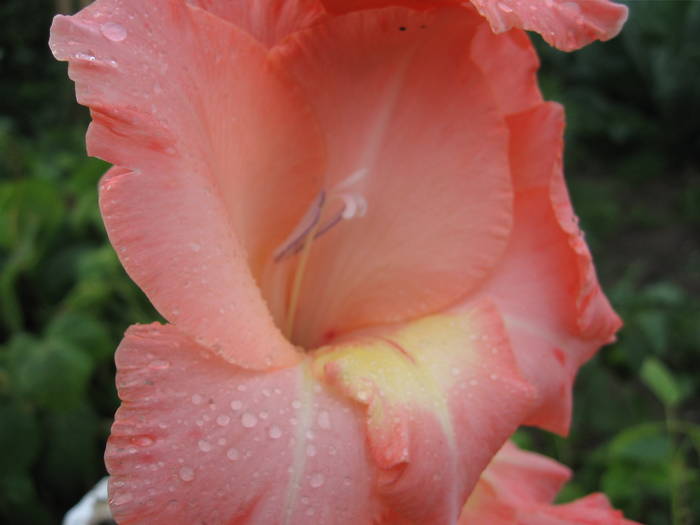 Gladiole - Flori de gradina