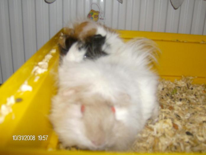 HPIM4929 - S - Porcusori de Guineea _________Angora - ARHIVA