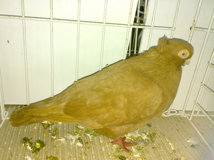 braila 10 - 1509 rom juc 1