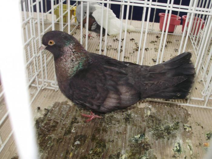 orbet 4 - 1506 2 porumbei rz