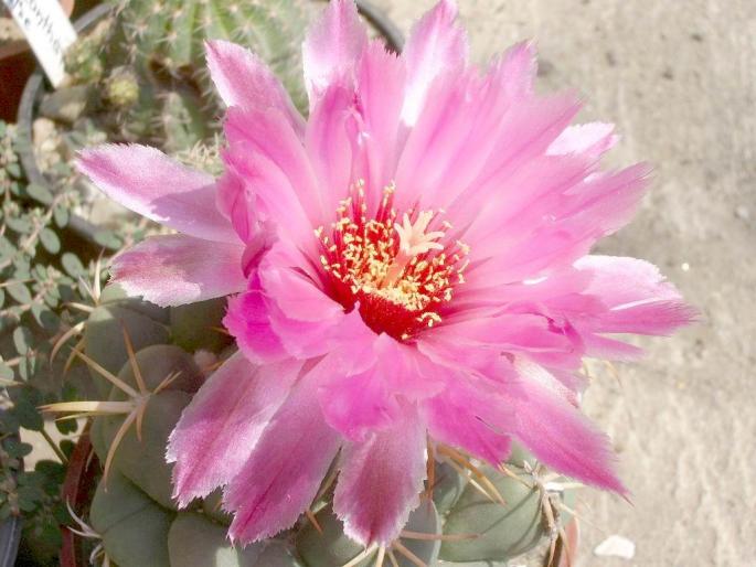  - Coryphantha